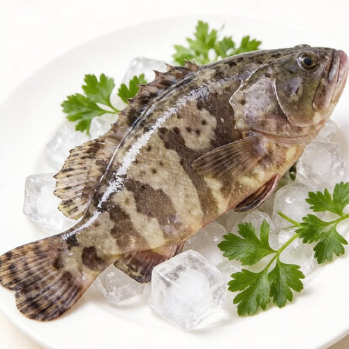 Live Grouper