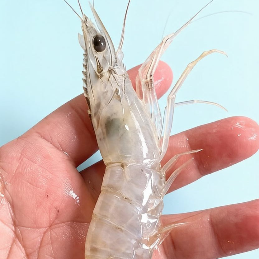 Langoustine (Scampi)