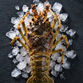 Slipper Lobster 1000g